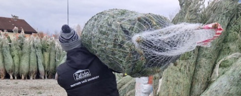 Nákup vánočního stromku přes internet se stává hitem letošních Vánoc.